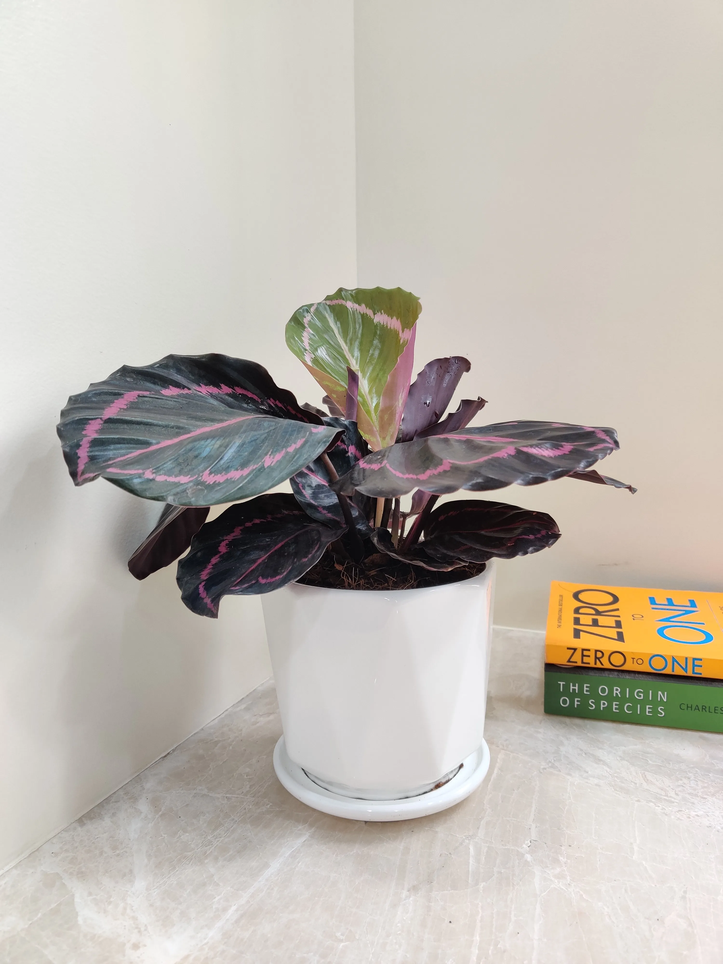 Charming Calathea Dottie - Ideal Corporate Gift