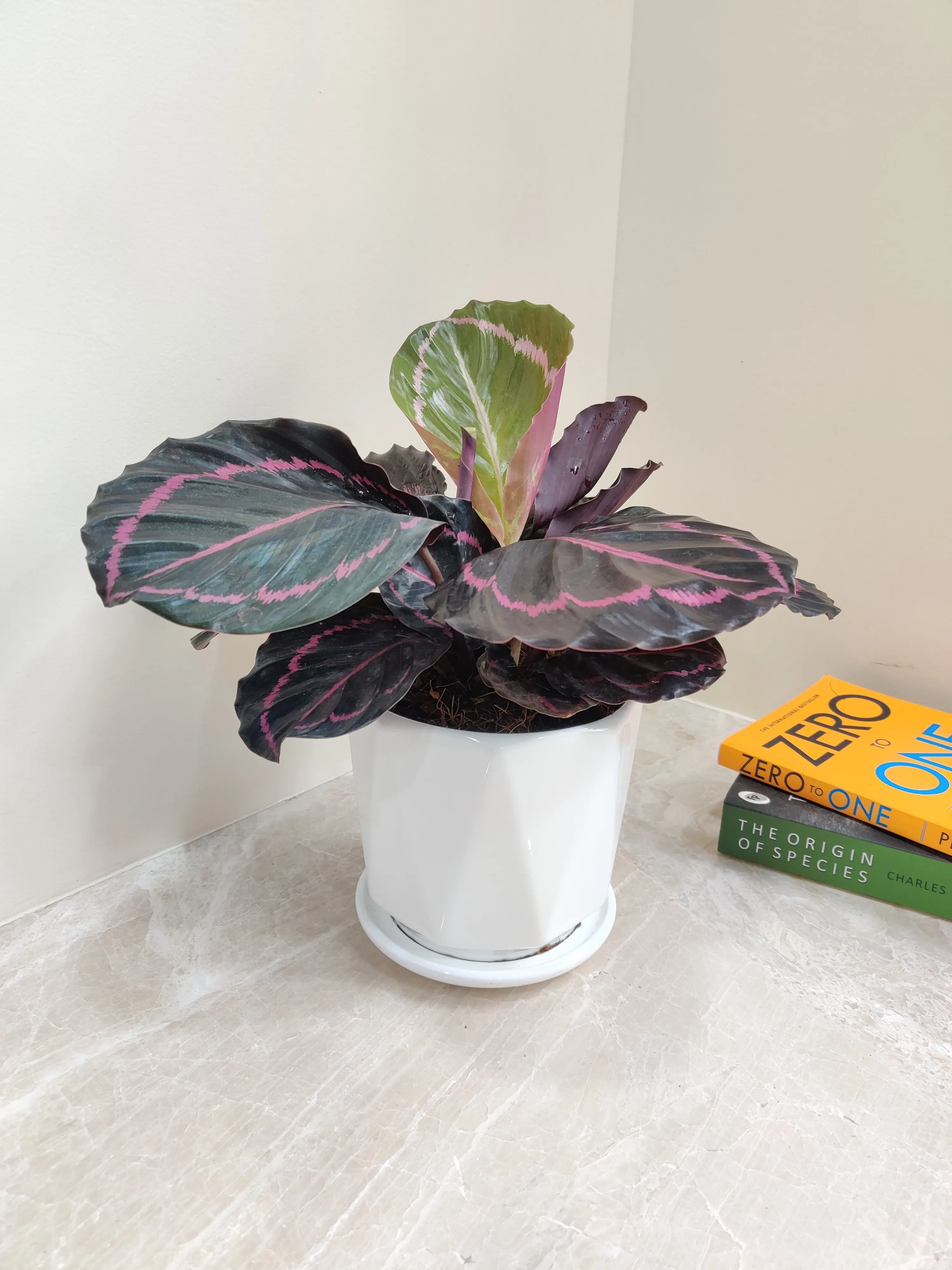 Charming Calathea Dottie - Ideal Corporate Gift