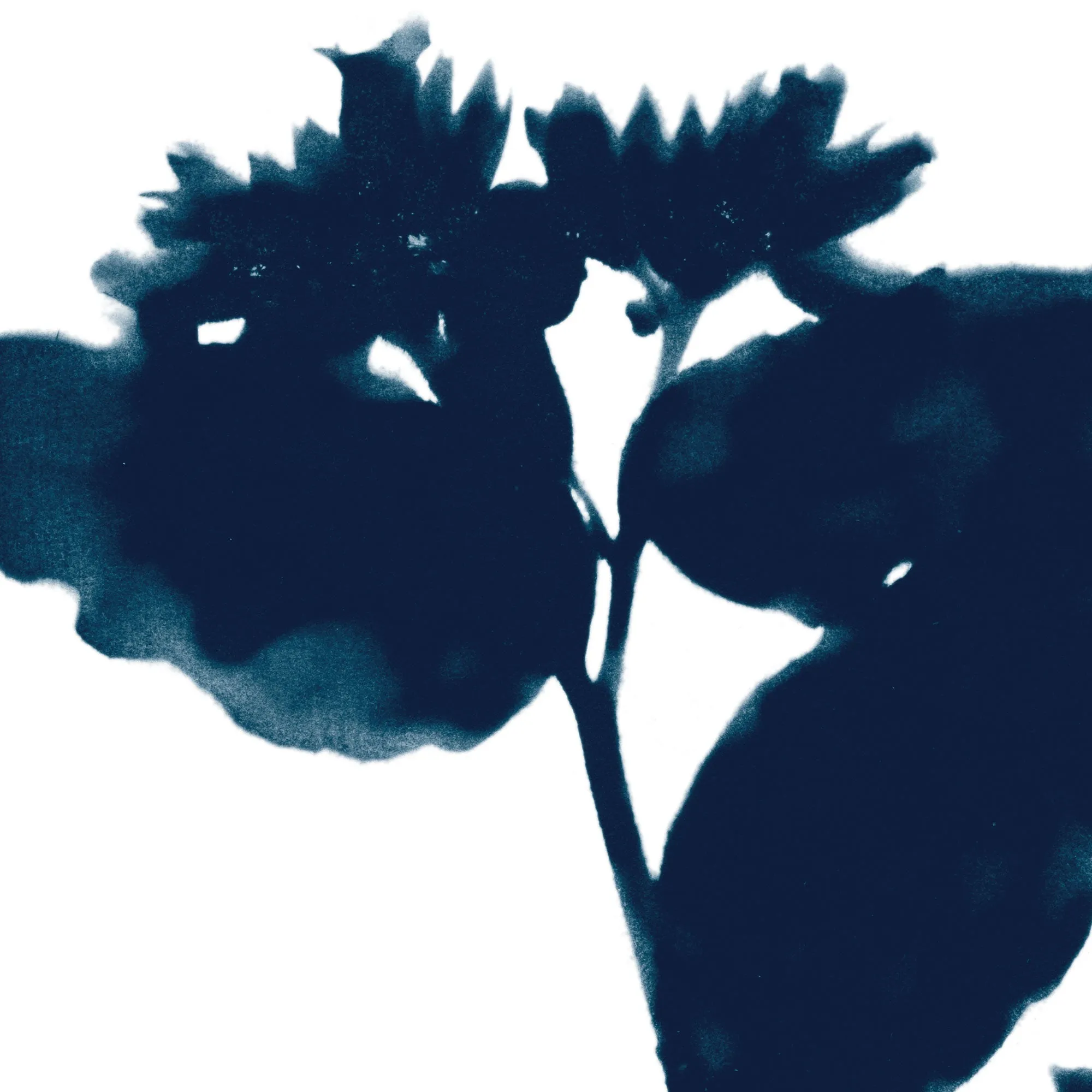 Dark Blue Flower Silhouette